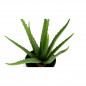 Τεχνητό Φυτό Aloe Vera 36 cm Inkazen 40081834